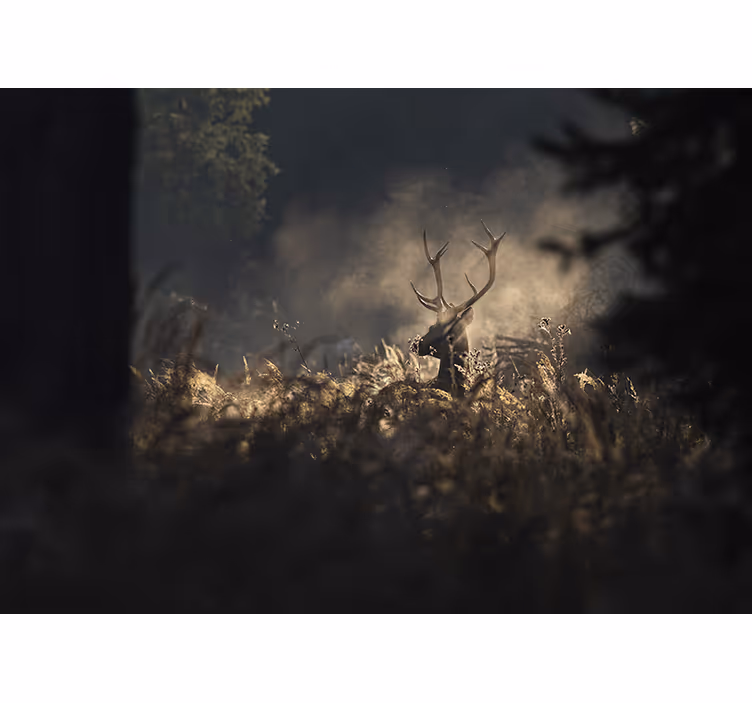 Fotomural naturaleza Bosque de niebla de la mañana con ciervos - TenVinilo
