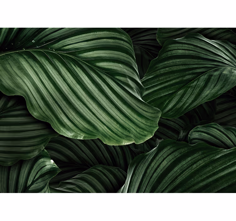 Mural de naturaleza hojas de vegetación exuberante - TenVinilo