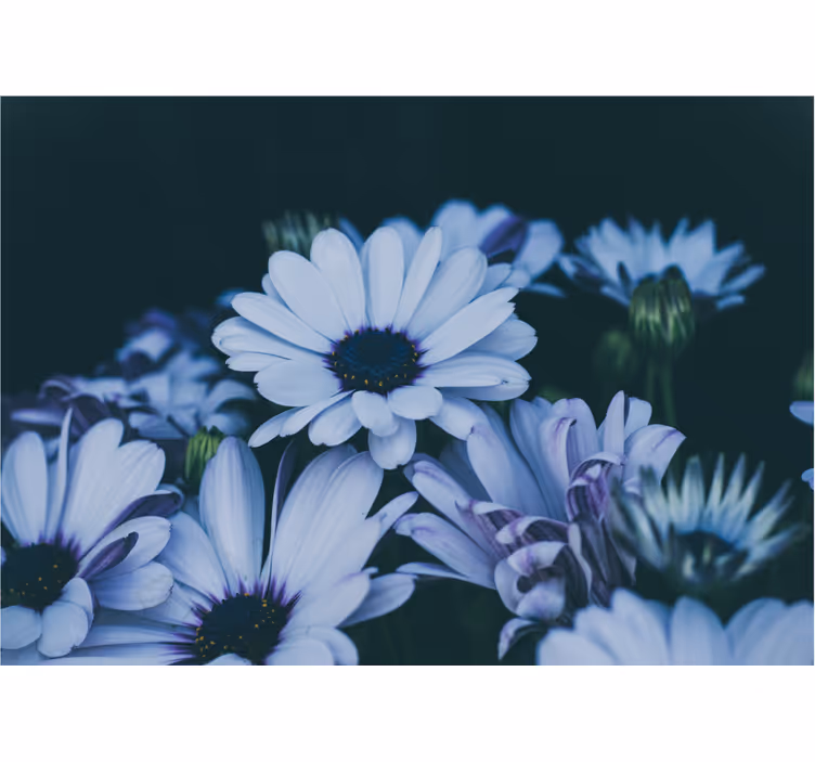 Fotomural flores Flores de margarita blanca y morada - TenVinilo