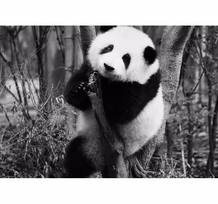 Mural de animales panda en el árbol - TenVinilo
