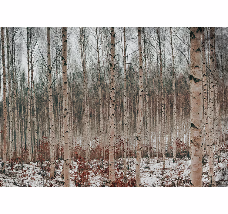 Mural de bosque paisaje de abetos blancos - TenVinilo