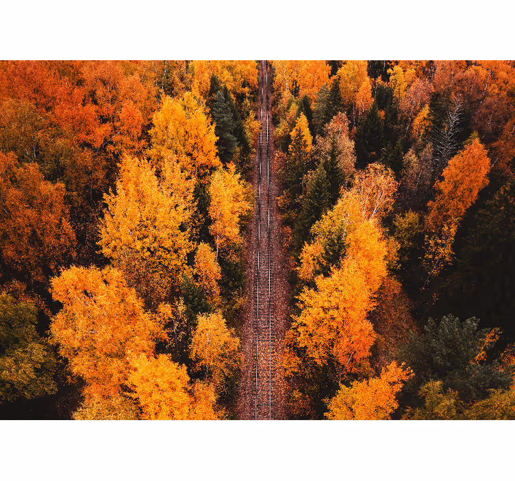 Mural de paisajes sendero del bosque en otoño - TenVinilo