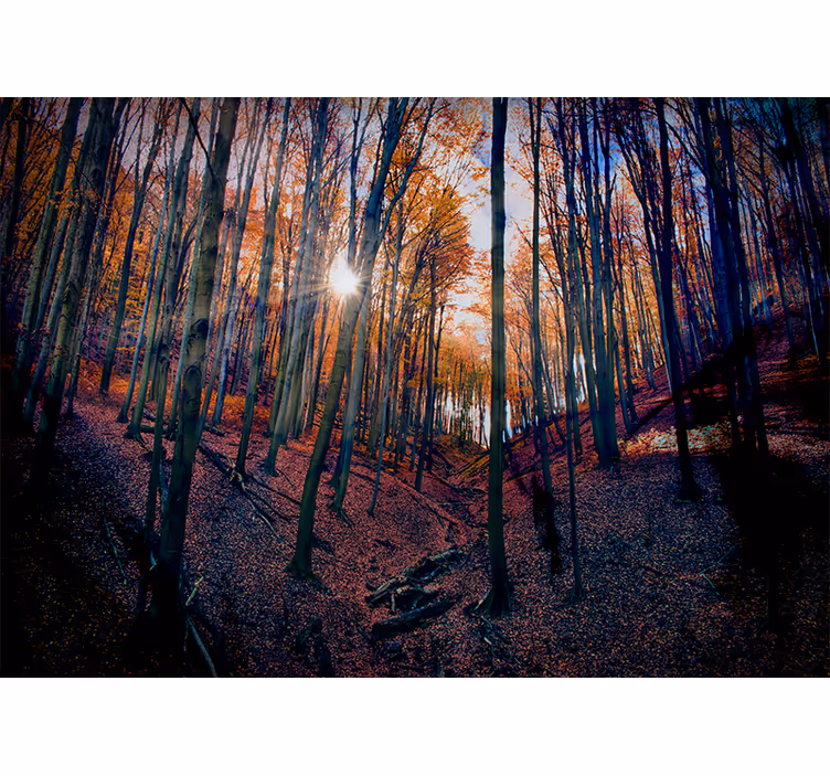 Mural de bosque bosque de otoño iluminado - TenVinilo