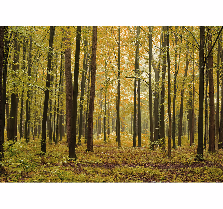 Mural de bosque paisaje otoñal - TenVinilo