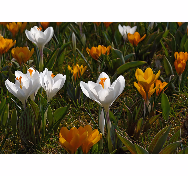 Mural de flores flor de crocus en floración - TenVinilo