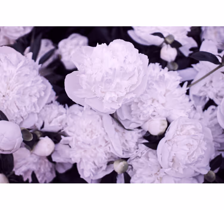 Mural de flores pioneros lavanda en flor - TenVinilo