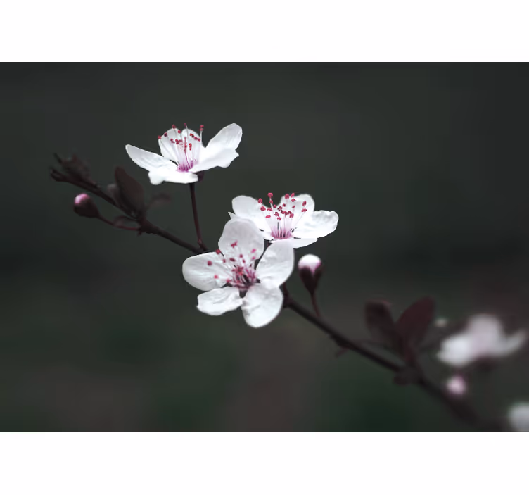 Fotomural flores Elegante flor de cerezo femenina - TenVinilo