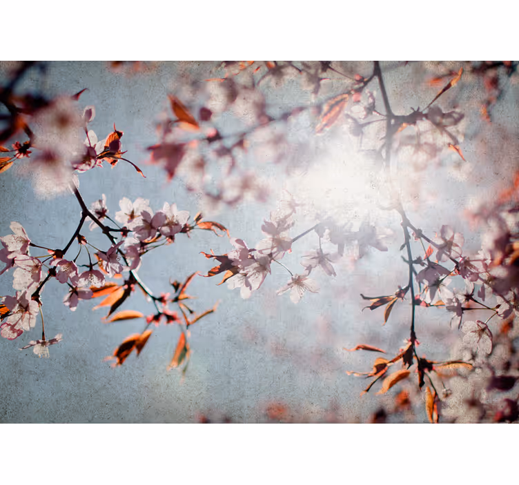 Fotomural flores Campos de cerezos en flor con el sol - TenVinilo