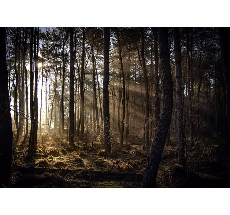 Mural de bosque claro del bosque soleado - TenVinilo