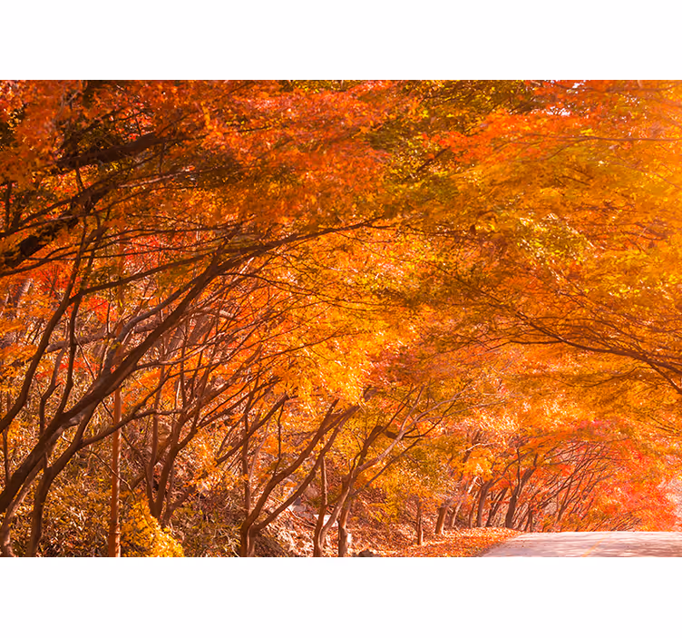 Mural de bosque sendero del bosque en otoño - TenVinilo