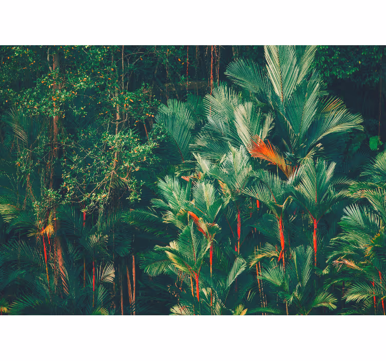 Fotomural de bosque Mañana en la jungla - TenVinilo