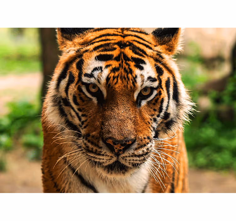 Fotomural animale Tigre amenazador mirando hacia adelante - TenVinilo