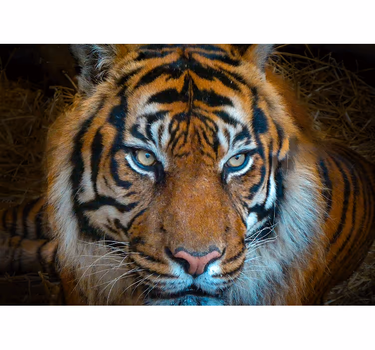 Fotomural animale Tigre tranquilo y amenazador - TenVinilo