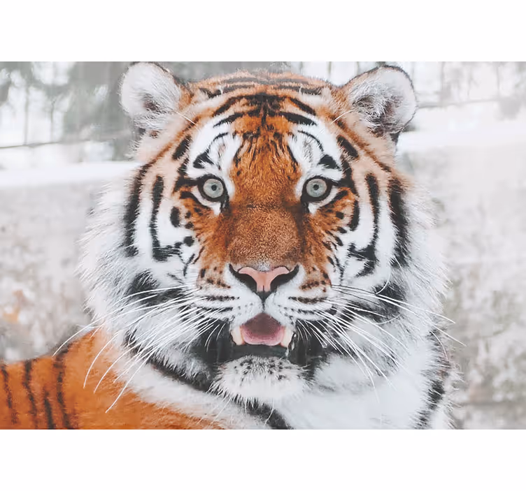 Mural de animales representación de tigre regal - TenVinilo