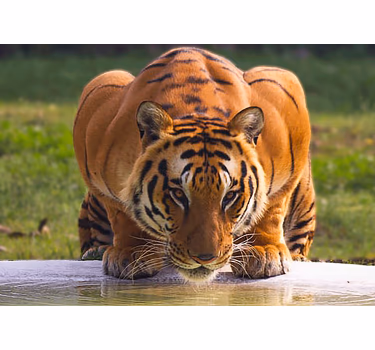 Fotomural animale Tigre amenazador bebiendo agua - TenVinilo