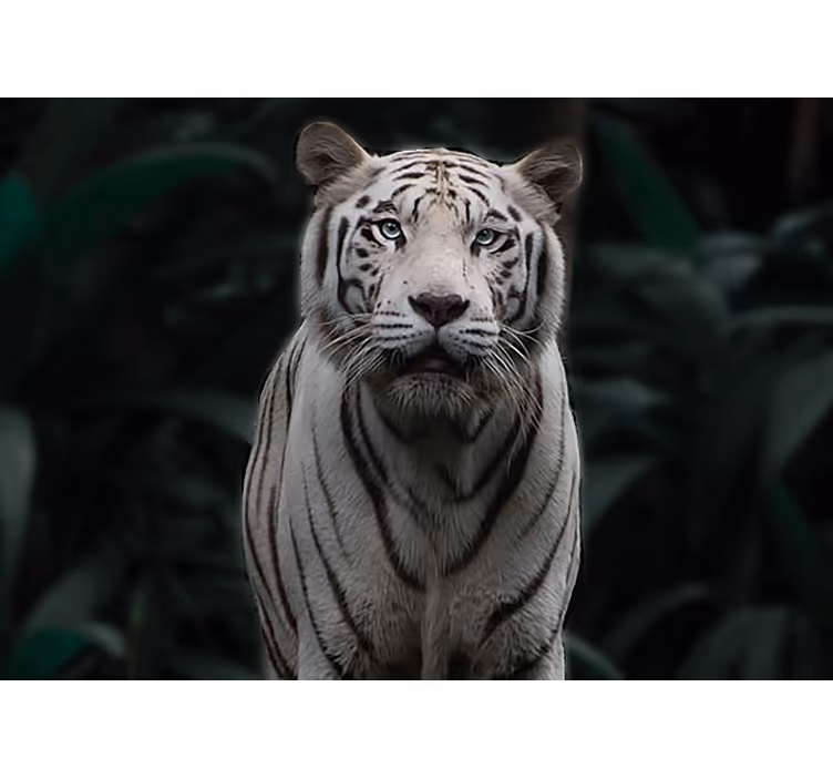 Mural de animales tigre blanco regal - TenVinilo