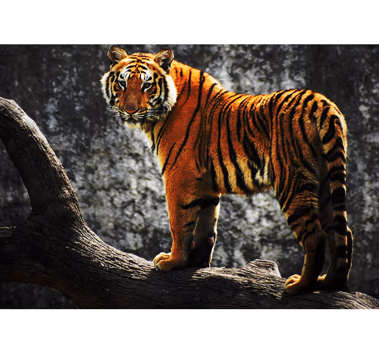 Mural de animales tigre real en pose regal - TenVinilo