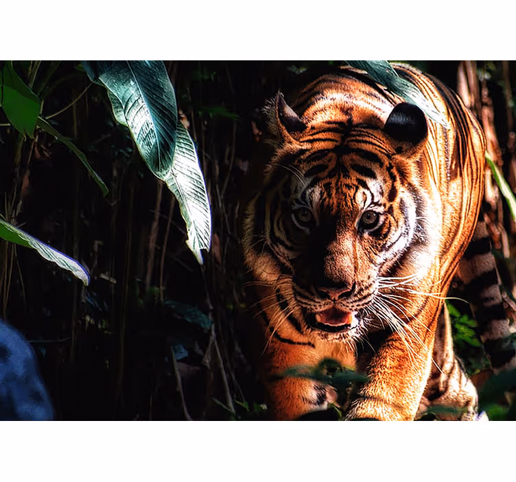 Fotomural animale Tigre caminando en la jungla - TenVinilo