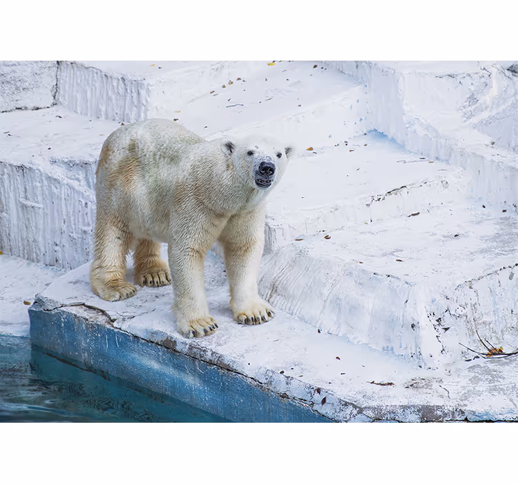 Mural de animales postura de oso polar - TenVinilo