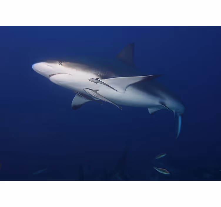 Fotomural animale Gran tiburón blanco bajo el agua - TenVinilo