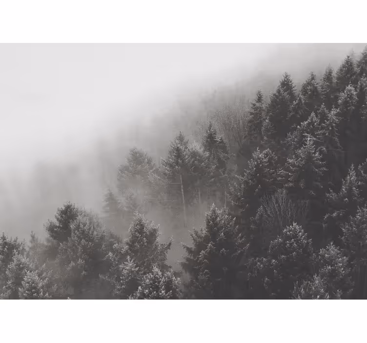 Mural de bosque paisaje de pinos brumosos - TenVinilo