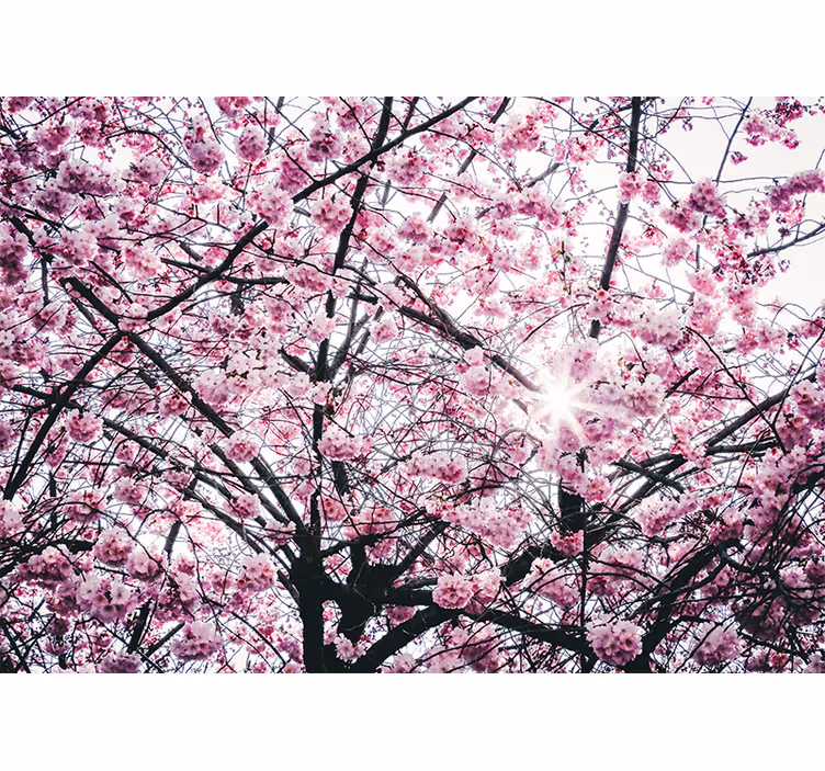 Fotomural árbol flor de cerezo - TenVinilo