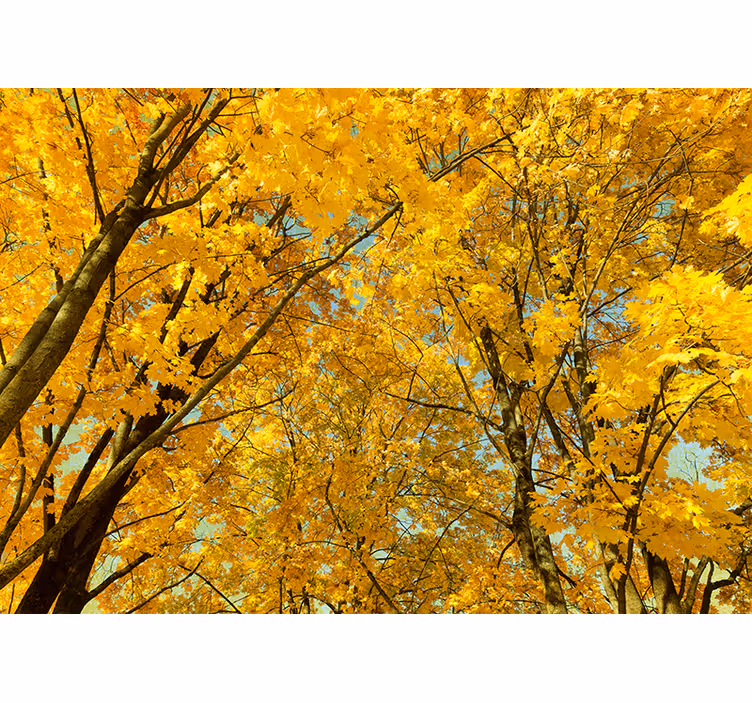 Fotomural árbol hojas amarillas de otoño - TenVinilo