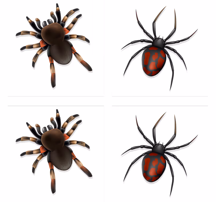 Posavasos de halloween araña realista - TenVinilo