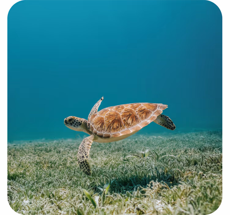 Posavasos moderno Tortuga bebé nadando - TenVinilo