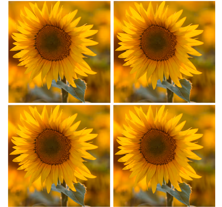 Posavasos de girasol realistas - TenVinilo