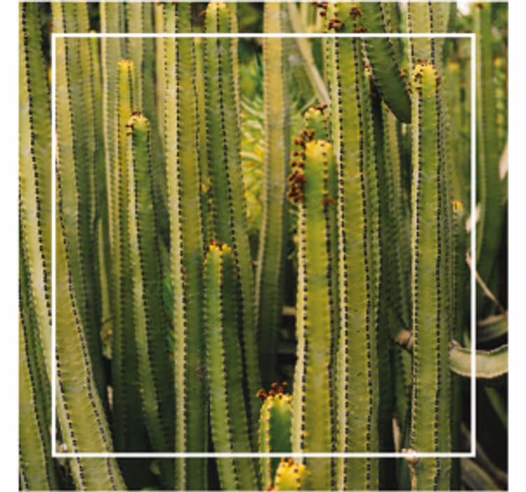 Posavasos textura de cactus - TenVinilo