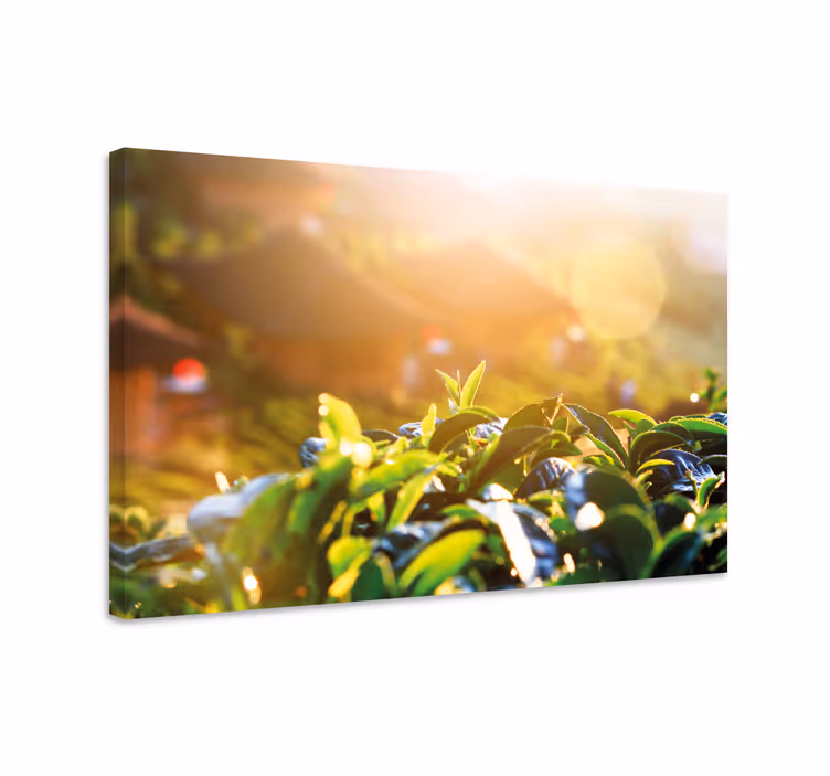 Cuadro plantas Selva tropical iluminada por el sol - TenVinilo