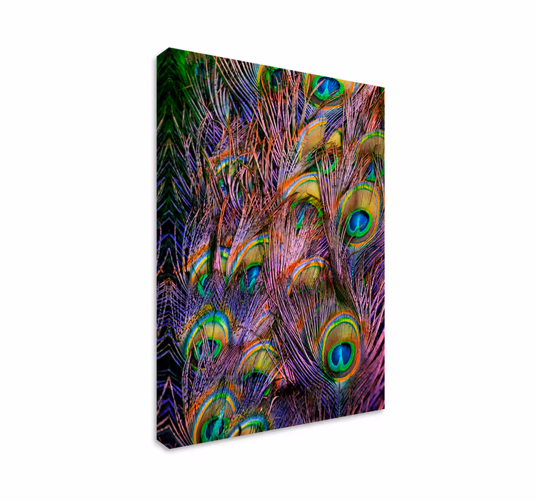 Cuadro aves Pluma de pavo real - TenVinilo