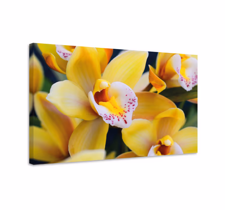 Cuadro de flores Flor de la orquídea de la naturaleza - TenVinilo