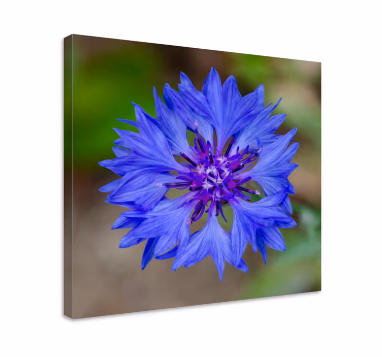Cuadro de flores floración azul - TenVinilo
