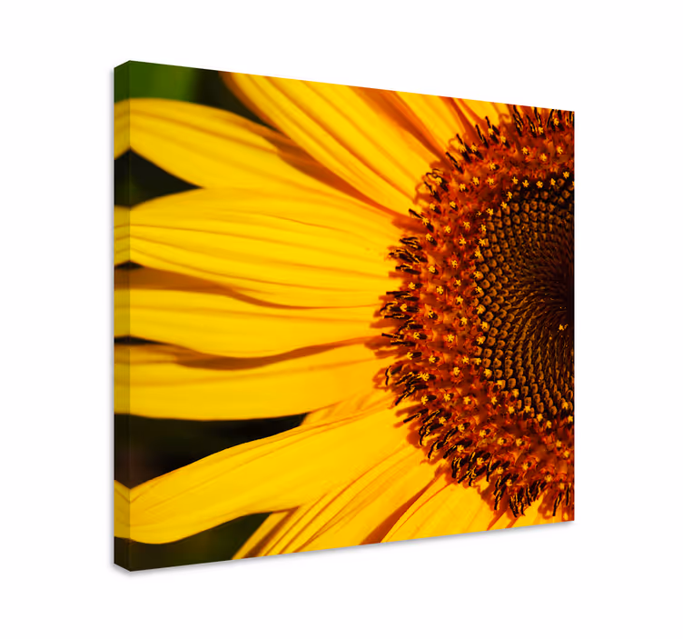 Cuadro de flores detalle de pétalos de girasol - TenVinilo