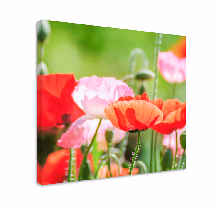 Cuadro de flores ramo de amapolas coloridas - TenVinilo