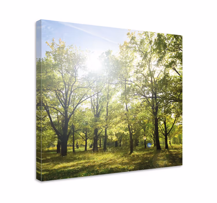 Cuadro paisajes Bosque brillante en el sol - TenVinilo