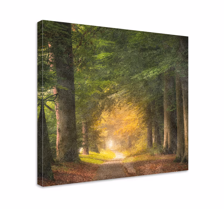 Cuadro paisajes sendero de bosque tranquilo - TenVinilo