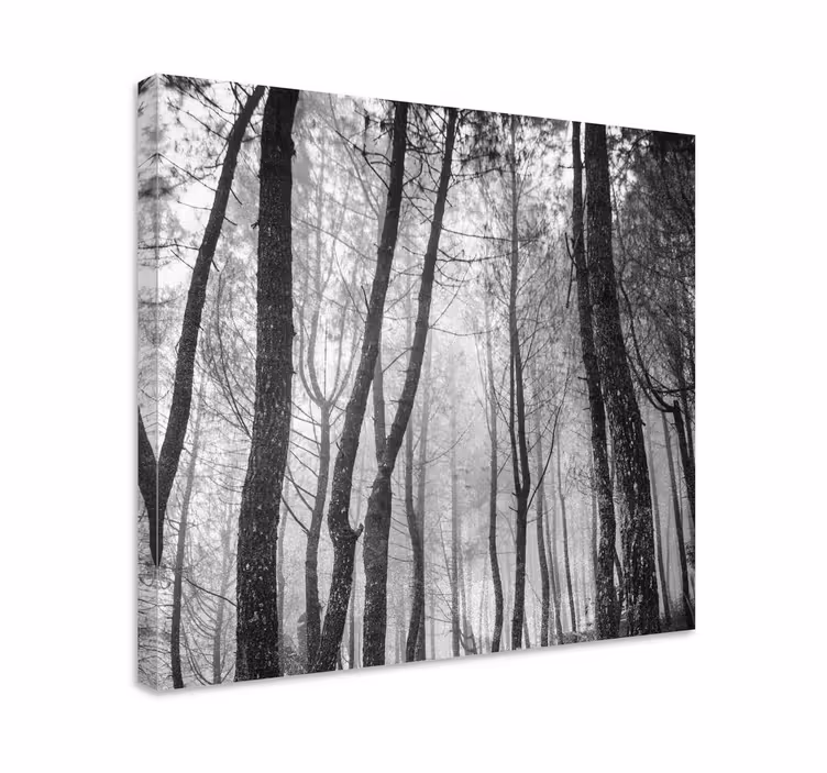 Cuadro paisajes Bosque neblinoso desde arriba - TenVinilo