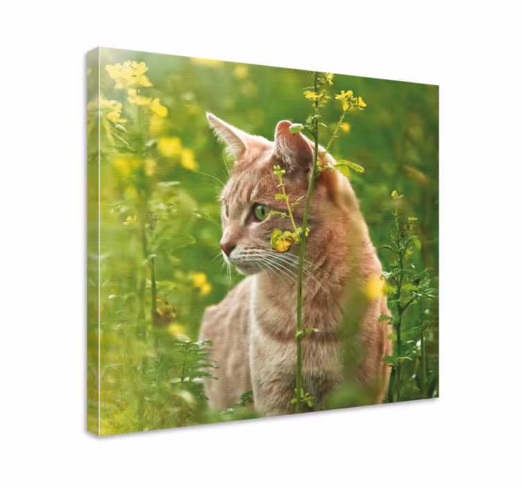 Cuadro de gatos paseo de felinos curiosos - TenVinilo