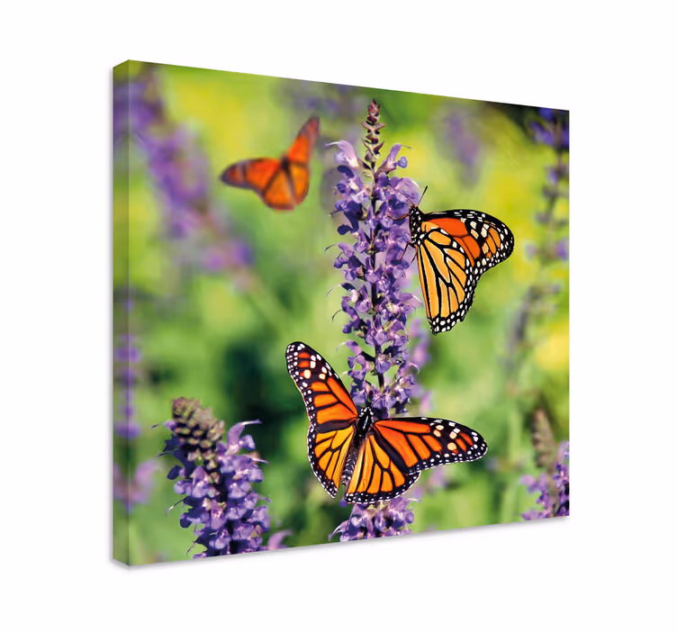 Cuadro mariposas reunión de mariposas monarca - TenVinilo