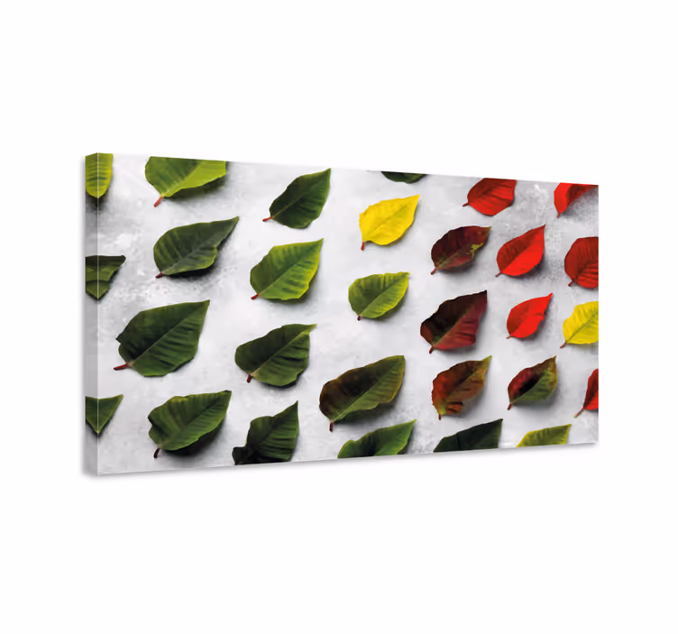 Cuadro plantas Vista superior hojas de colores - TenVinilo