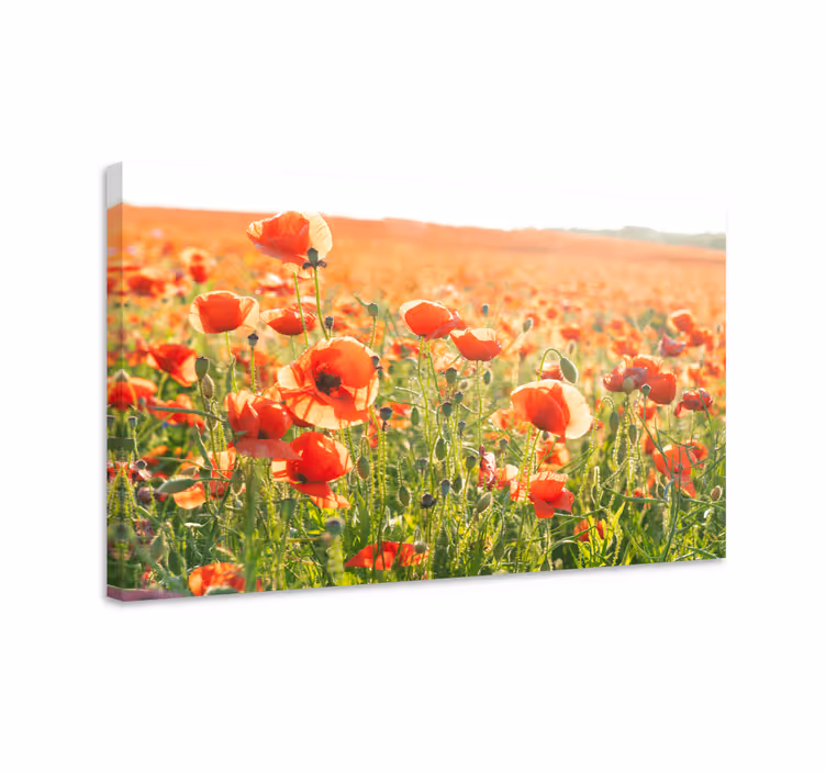 Cuadro de flores Amapolas rojas en un campo soleado - TenVinilo