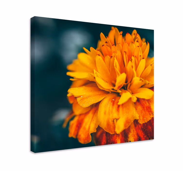 Cuadro de flores Cosmos rojo y azul - TenVinilo