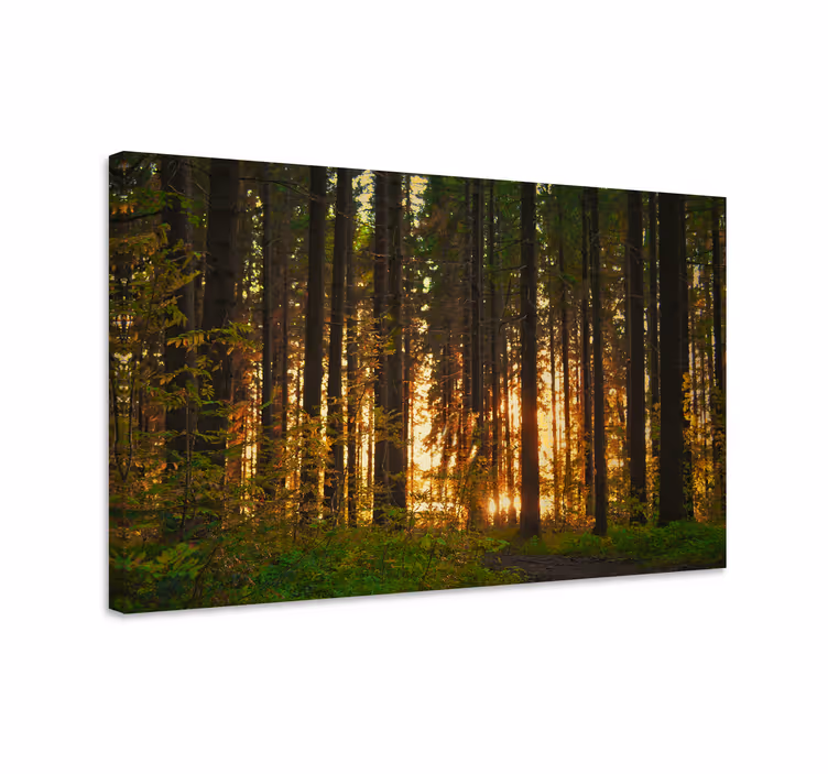 Cuadro paisajes paisaje del bosque iluminado - TenVinilo