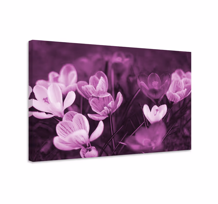 Cuadro de flores Hermosa flor de azafrán rosa - TenVinilo