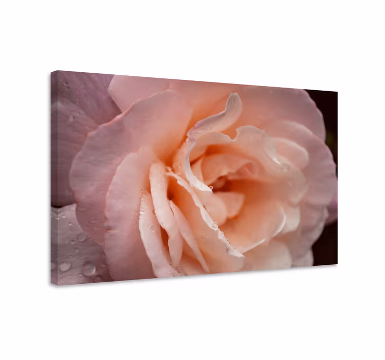 Cuadro de flores rosa delicada en flor - TenVinilo