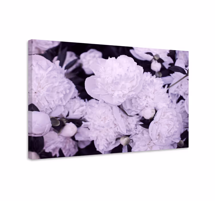 Cuadro de flores Elegantes peonías rosas femeninas - TenVinilo