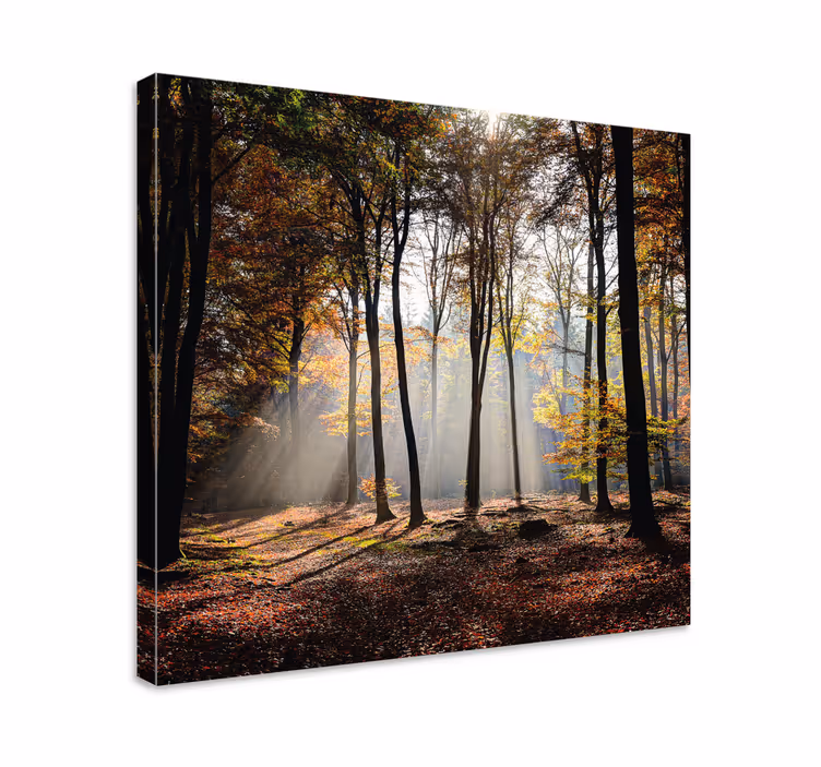 Cuadro árboles árboles de follaje de sol - TenVinilo